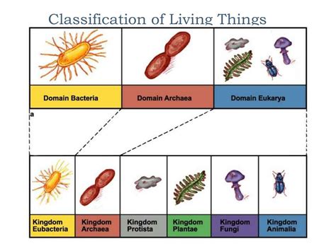 Classifying Organisms Chart