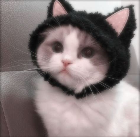 Lizalovesuu ♡ Cat Pfps Discord Pfps Icons ♡ Follow For More в 2022 г Очаровательные котята