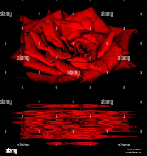 Beautiful Dark Red Rose With Reflect Stock Photo Alamy