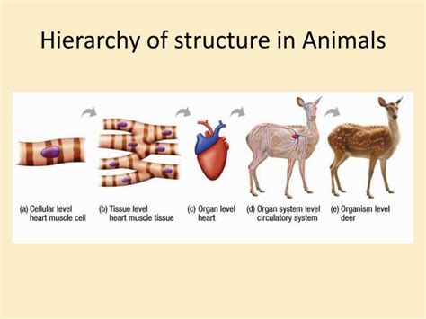Ppt Hierarchy Of Structure In Animals Powerpoint Presentation Free