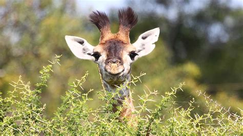 Say Hello Dallas Zoo Welcomes New Baby Giraffe Abc7 Los Angeles