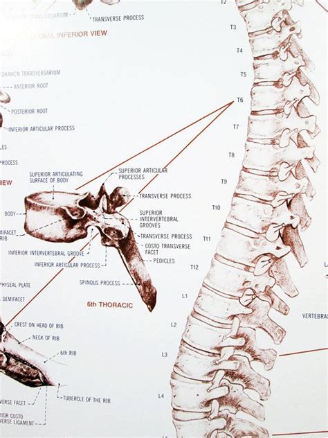 Vintage Human Anatomy Poster Vertebral Column 20 X Etsy Human