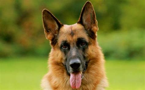 Немска овчарка снимка на куче цена описание на породата характер видео