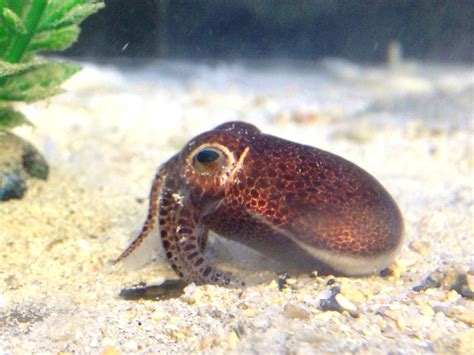 New Species of Bobtail Squid Discovered | Biology | Sci ...