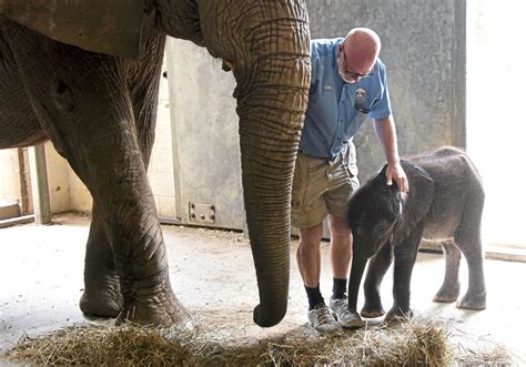 Pittsburgh Zoo Sought To Import 28 African Elephants Pittsburgh Post