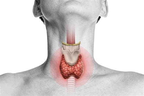Thyroid And Parathyroid Conditions South Valley Ear Nose And Throat