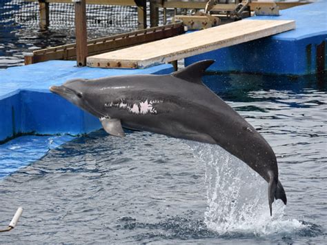 Tursiops Truncatus Ponticus Black Sea Bottlenose Dolphin In Zoos