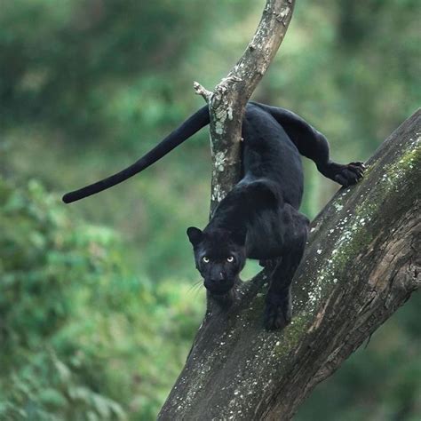 Wildlife Photographer Spends 25 Years Capturing The Rare Black Panther