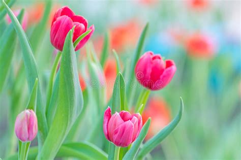 Pink Tulip Stock Photo Image Of Floral Bloom Plant 49135360
