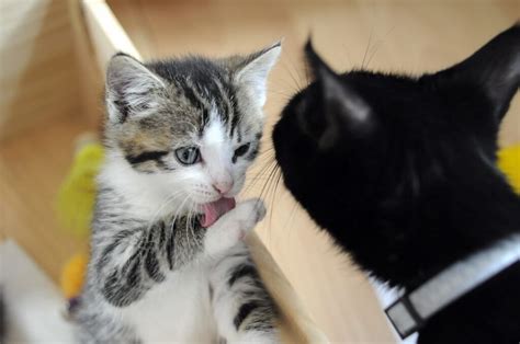 猫がペロペロ舐める理由は舐め方でわかる猫の気持ちについて ペットショップ 犬の家 猫の里 子犬だけでなく子猫の情報もたくさん