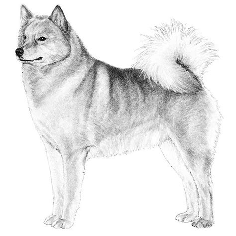 Drawings of different dog breeds | doodlers anonymous. Finnish Spitz Dog Breed Information - American Kennel Club