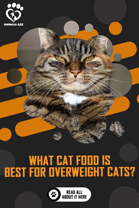What Cat Food Is Best For Overweight Cats Detailed Answer In 2020