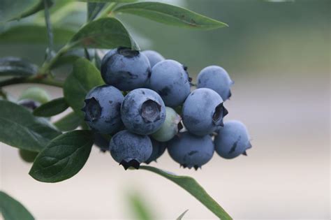 Sunshine Blue Vaccinium Corymbosum Bosbes Fruithof