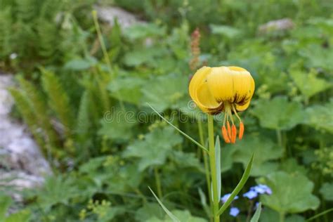 The Beautiful Mountain Lily Flower In The Forest Stock Photo Image Of