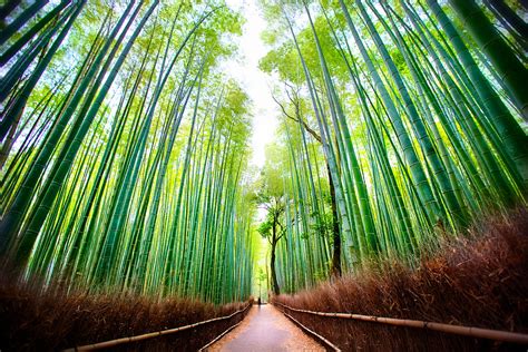Der Komplette Führer Zum Arashiyama Bambuswald Kyoto Blazetrip