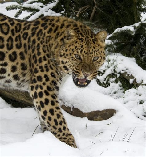 Amur Leopard Images Archives Wildcats Conservation Alliance