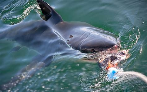 Great White Sharks In Marthas Vineyard Theyre Here All Right