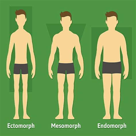 Jul 13, 2021 · the three basic human body types are the endomorph, the mesomorph, and the ectomorph. Know Your Body Type to Get Better Results - Ryan Spiteri