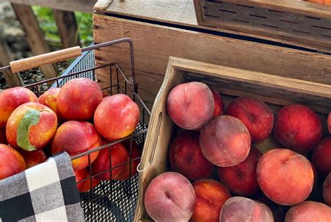 Washington Fruit Place And T Shop Barrett Orchards