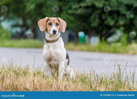 Dog Breeds Estonian Hound Sits On The Grass Near The Road Stock Image