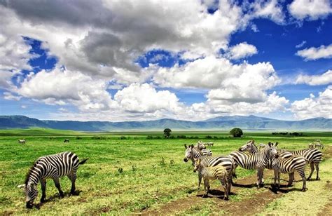 Ngorongoro Crater Safari Tours Ngorongoro Crater Tanzania Safaris