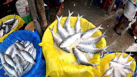 Largest Fish Market In Bd L L Amazing Fish Market Dhaka L Fresh Alive