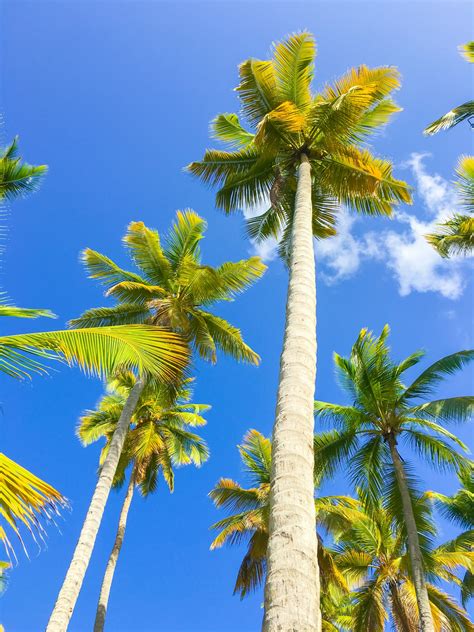 Palm Trees And Blue Sky Free Stock Photo Public Domain Pictures