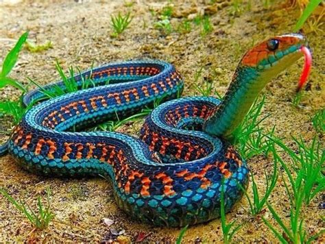 Best Snakes As Pets