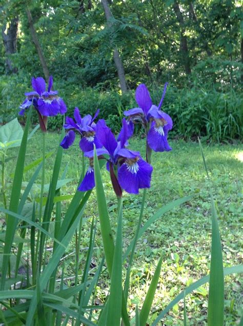 Blue Flag Iris 6514 Prairie Farm Blue Flag Iris Plants