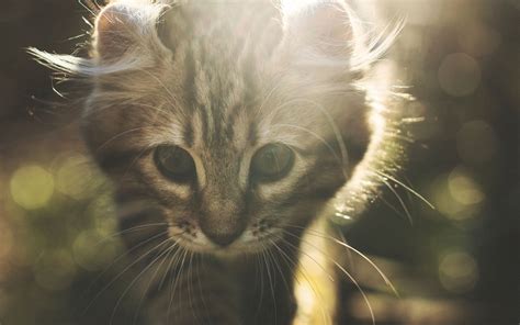 Download Wallpaper 3840x2400 Kitten Cat Cute Sunlight Glare 4k