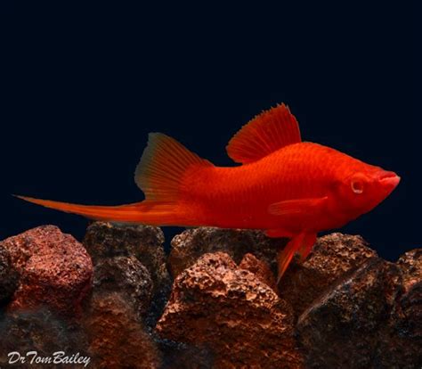 Redeye Red Swordtail Aquarium Fish Freshwater Fish Freshwater