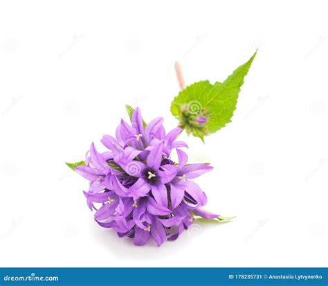 Beautiful Purple Flower Stock Image Image Of Burdock 178235731