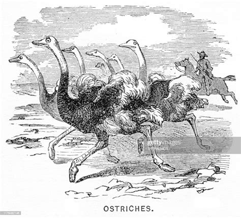 Ostriches Engraving 1881 High Res Vector Graphic Getty Images