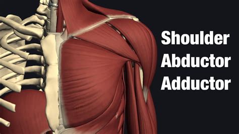 Shoulder Abduction And Adduction Muscles YouTube