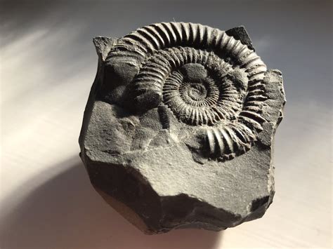 Mary glane des ammonites sur la plage et les vend à des touristes fortunés. Ammonite Streaming / Voir Ammonite Streaming Vf Gratuit ...