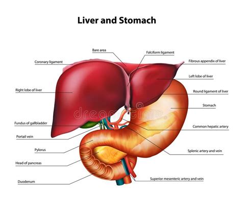 Anatomy Of The Liver And Stomach Stock Vector Illustration Of