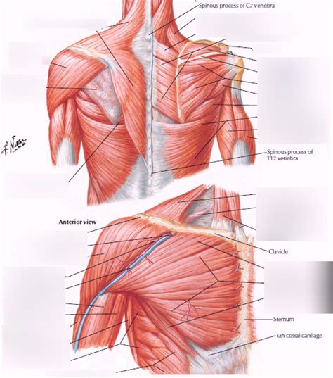 Page 4 Colored 19162431 Muscle Diagram Thorax