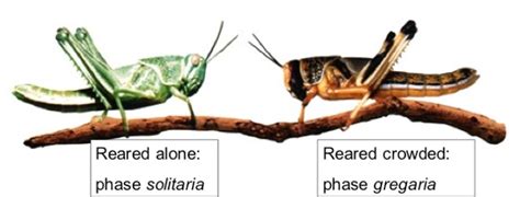 Collective Behavior In Locust Swarms Department Of Collective Behaviour