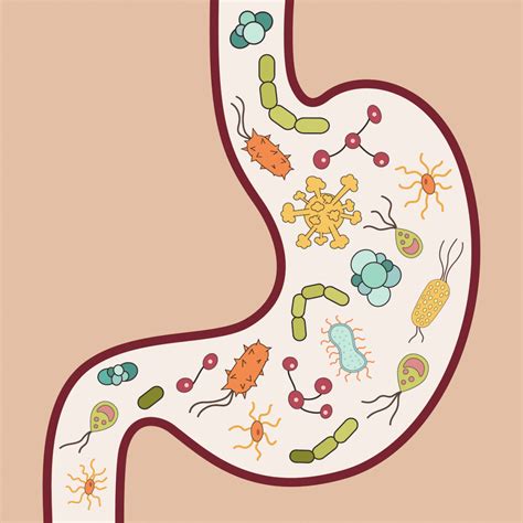 The Microbiome What Is It And How Does It Affect You Heal Medical