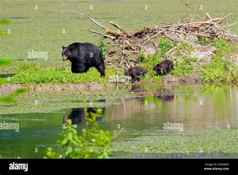 Two Young Bear Cubs Follow Their Mother Beside A Pond And A Beaver