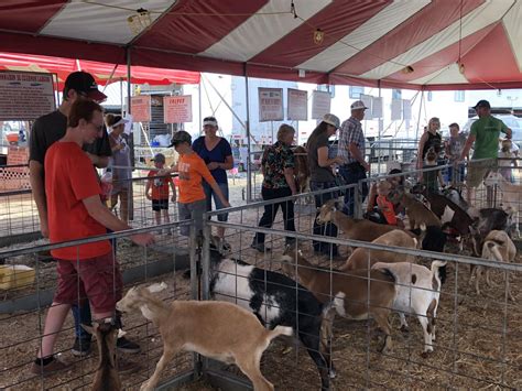 Animals in such zoos are typically gentle, domesticated baby animals like lambs, piglets, chicks, puppies, kittens, ducklings, and bunnies. Farm Bureau teams up with petting zoo at Eastern Idaho ...