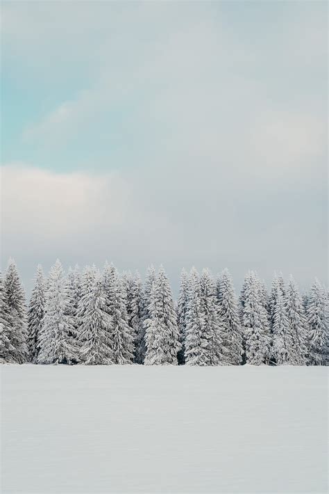 Trees Snow Spruce Winter Nature White Hd Phone Wallpaper Peakpx