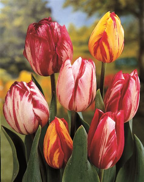 Tulip Hybrida Rembrandt Style Mix From Jung Seed Year Of The Tulip
