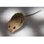 Mice Breeding Software  ZooEasy