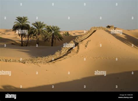 Algeria Big Erg Sand Dunes Palms Palm Fence Africa Sahara Desert