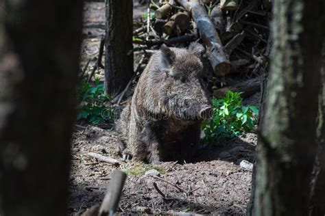 Wild Boar In The Forest Stock Image Image Of Nature 182377401
