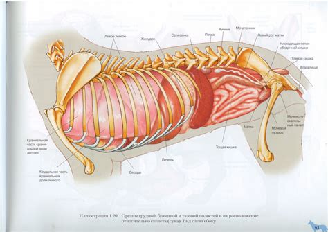 300 x 240 jpeg 20 кб. Внутренние органы собаки. Вид слева | Dog Internal Organs ...