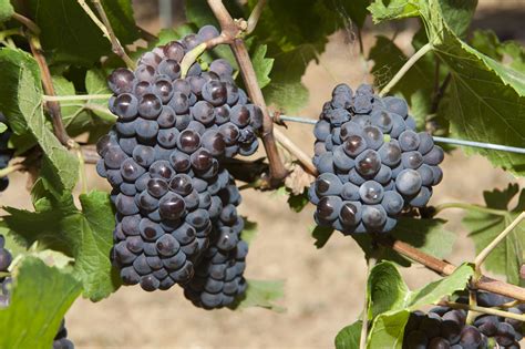 Pinot Gris Wine Grapes In Western Australia Agriculture And Food