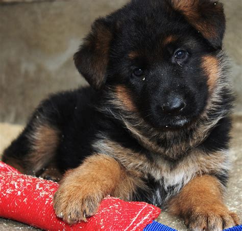 Weitere ideen zu schäferhunde, schäferhund welpen, welpen. ACHTUNG sehr kräftige mobile Schäferhund Welpen in Brück ...