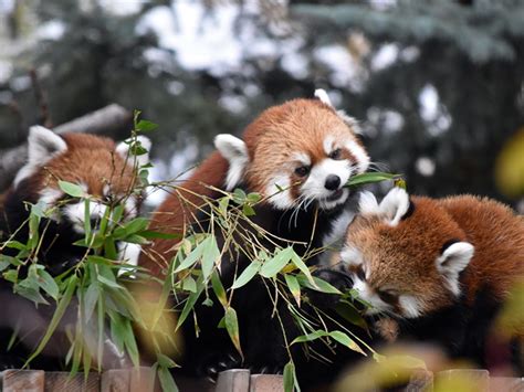 Baby Red Pandas Make Calgary Zoo Debut Toronto Sun